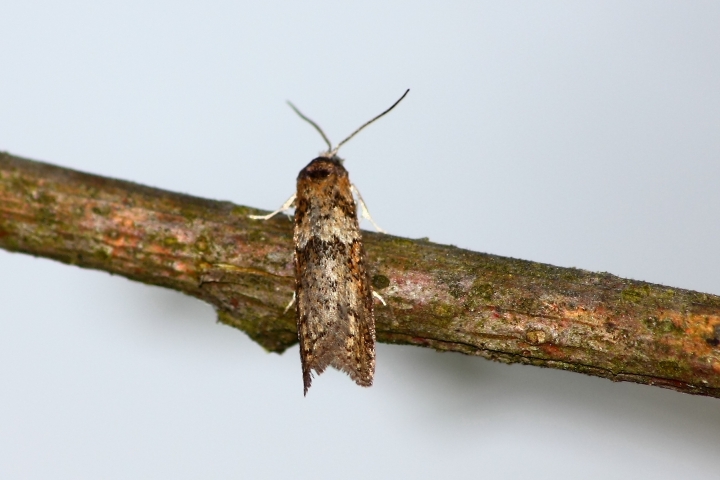 tortricidae da ID
